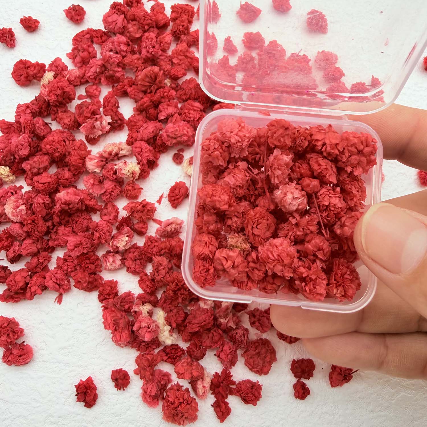 70 Stem Blue Fluffly Rabbit Ta - Dried Flower Bulk recension och pris