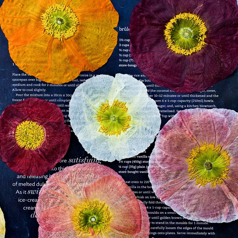 1pcs,Nature Field Poppy Presse - Resin Craft Ideas recension och pris