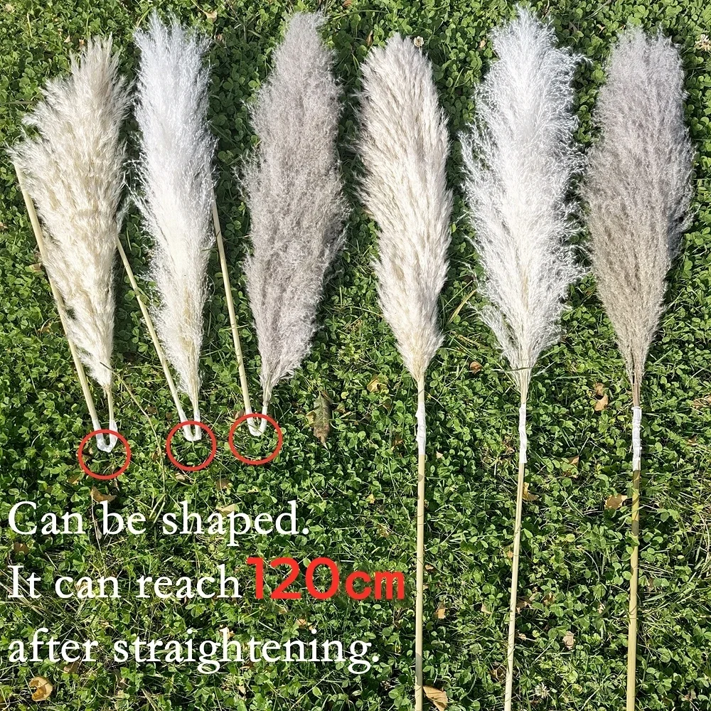 120cm - 130cm Fluffy Large Pam - Dried Flower Bulk recension och pris