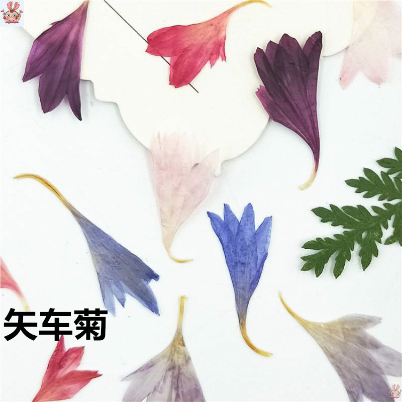 20 Plant Specimens, Cornflower - Resin Jewelry Kit recension och pris